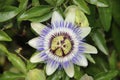 Passiflora flower head in close-up at a garden in Nieuwerkerk Royalty Free Stock Photo