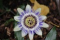 Passiflora flower head in close-up at a garden in Nieuwerkerk Royalty Free Stock Photo