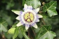 Passiflora flower head in close-up at a garden in Nieuwerkerk Royalty Free Stock Photo