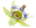 Passiflora flower is isolated Royalty Free Stock Photo