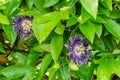 Passiflora Flower (Krishnakamal