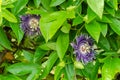 Passiflora Flower (Krishnakamal