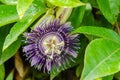 Passiflora Flower (Krishnakamal