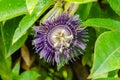 Passiflora Flower (Krishnakamal)