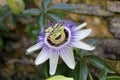 Passiflora Royalty Free Stock Photo