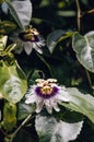 Passiflora Flower passion fruit and passionflower bush Royalty Free Stock Photo