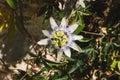 Passiflora flower in summer on Crete