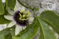 Passiflora flower. Royalty Free Stock Photo