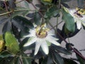 Passiflora flowers