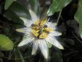 Passiflora flowers