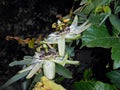 Passiflora flowers