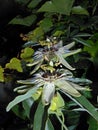 Passiflora flowers