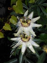 Passiflora flowers