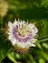 Passiflora Foetida aka Bunga Pokok Letup-Letup Royalty Free Stock Photo
