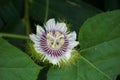 Passiflora foetida Also called Passiflora foetida, stinking passionflower, wild maracuja, bush passion fruit with a natural back Royalty Free Stock Photo