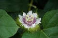 Passiflora foetida Also called Passiflora foetida, stinking passionflower, wild maracuja, bush passion fruit with a natural back Royalty Free Stock Photo