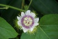 Passiflora foetida Also called Passiflora foetida, stinking passionflower, wild maracuja, bush passion fruit with a natural back Royalty Free Stock Photo