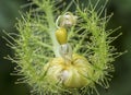 All about Passiflora foetida bush passion plant. Royalty Free Stock Photo