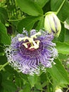 Passiflora foetida, Fetid passionflower, Scarlet fruit passionflower, Stinking passionflower Royalty Free Stock Photo