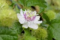 Passiflora foetida, flower with additional petals, Bell-shaped calyx tube, bright white with purple and pink in the middle.