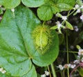 Passiflora foetida fruit Royalty Free Stock Photo