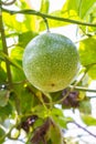 Passiflora foetida fruit