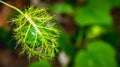 Passiflora foetida fruit