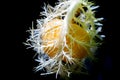 Passiflora Foetida Fruit