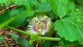 Passiflora foetida