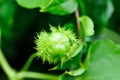 Passiflora foetida L, Fetid passionflower or Scarletfruit passionflower or Stinking passionflower or Passifloraceae