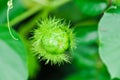 Passiflora foetida L, Fetid passionflower or Scarletfruit passionflower or Stinking passionflower or Passifloraceae