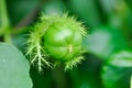 Passiflora foetida L, Fetid passionflower or Scarletfruit passionflower or Stinking passionflower or Passifloraceae