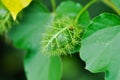 Passiflora foetida L, Fetid passionflower or Scarletfruit passionflower or Stinking passionflower or Passifloraceae