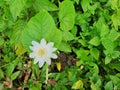 Passiflora foetida L. flower