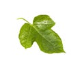 Passiflora foetida leaf isolated