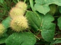 Passiflora foetida plant