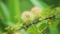 Passiflora foetida (Passiflora foetida, stinking passionflower, wild maracuja, bush passion fruit) Royalty Free Stock Photo