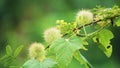 Passiflora foetida (Passiflora foetida, stinking passionflower, wild maracuja, bush passion fruit) Royalty Free Stock Photo