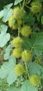 Passiflora foetida , tropical usefull green fruits and leaf Royalty Free Stock Photo