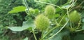 Passiflora foetida var. foetida, green fruits