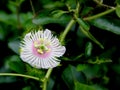 Passiflora foetida, Wild maracuja, Stinking passionflower