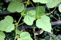 Passiflora foetida, Wild maracuja, Stinking passionflower