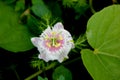 Passiflora foetida, Wild maracuja, Stinking passionflower