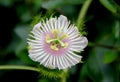 Passiflora foetida, Wild maracuja, Stinking passionflower