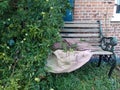 Passiflora incarnata and bench