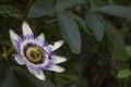 Passiflora incarnata flower as passion flower Royalty Free Stock Photo