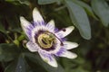 Passiflora incarnata, commonly known as maypop, purple passionflower, true passionflower, wild apricot, and wild passion vine. Royalty Free Stock Photo