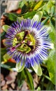 passiflora incarnata / passiflore Royalty Free Stock Photo