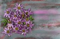 Passiflora Incarnata-Top view of pile Purple passion flower on painted wooden floor