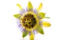 Passiflora isolated on a white background Royalty Free Stock Photo